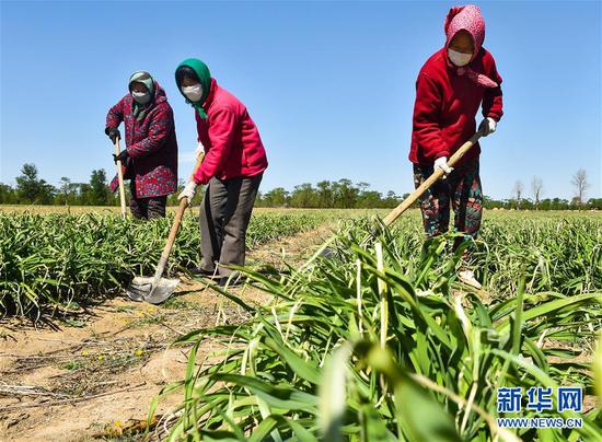  5月11日，農(nóng)民在山西省大同市云州區(qū)西坪鎮(zhèn)唐家堡村邊的黃花菜地里除草。新華社發(fā)（柴婷 攝）