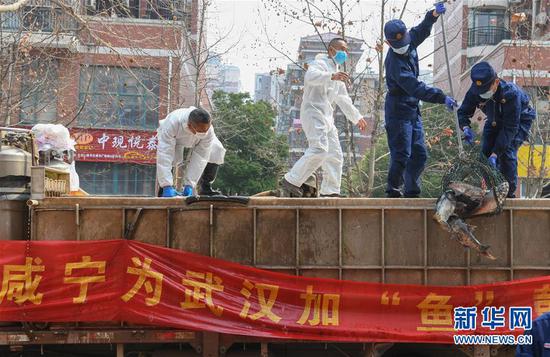 3月13日，一批運到湖北省武漢市硚口區(qū)華生漢口城市廣場社區(qū)的活魚在卸貨。當日，首批100噸調(diào)配自咸寧市的活魚運抵武漢市硚口區(qū)11個街道下轄社區(qū)。 新華社記者 程敏 攝